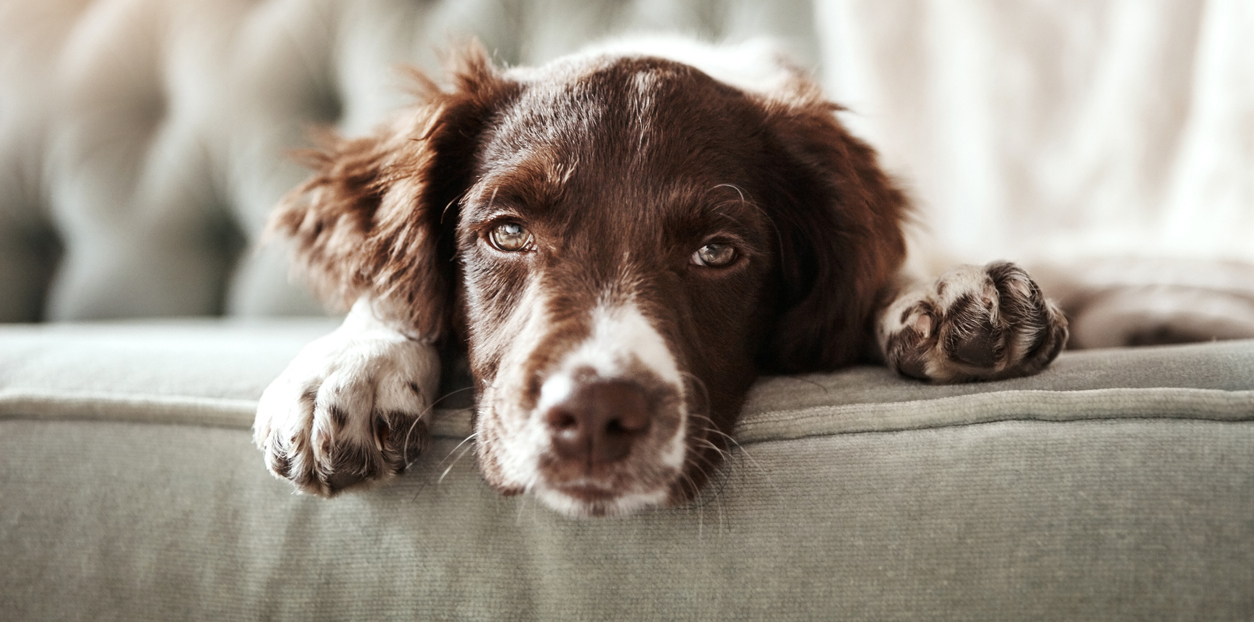 Αρθροπάθεια στο σκυλί. Συμπτώματα, θεραπείες και φυσικές θεραπείες